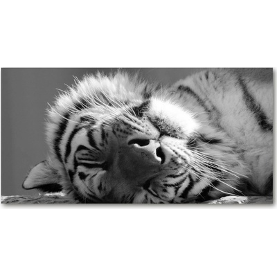 Foto obraz sklo tvrzené spiace tiger 100x50 cm