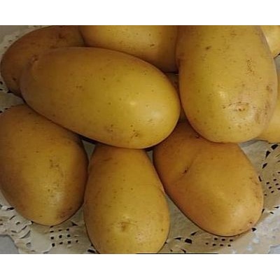 Brambory sadbové Queen Anne rané 5kg varný typ BA – Zboží Mobilmania