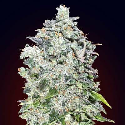 00 Seeds Bank AUTO 00 Kush semena neobsahují THC 5 ks