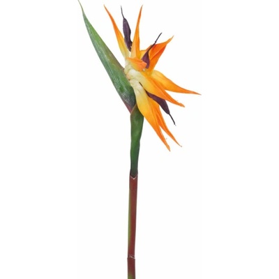 Strelície oranžová, 95 cm