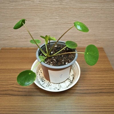 Pilea Peperomioides "S" č1