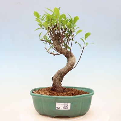 e-bonsai Pokojová bonsai - Ficus kimmen - malolistý fíkus