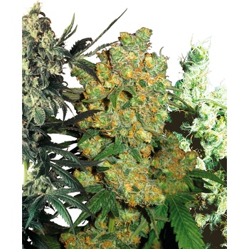 Sensi Seeds Feminizovaný Mix semena neobsahují THC 20 ks
