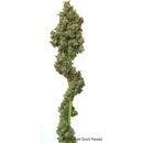 Dutch Passion Euforia semena neobsahují THC 10 ks