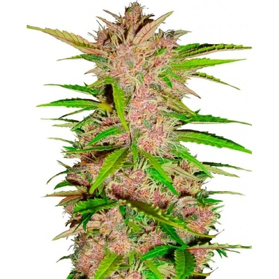 Fastbuds Fastberry Auto semienka neobsahujú THC 100 ks
