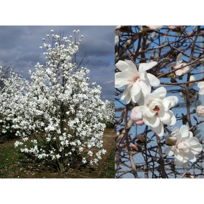 Magnólia Loebnerova Merrill, výška 60-80cm, kvetináč 3 l