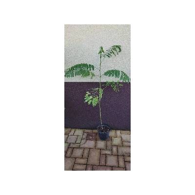 Ohňový strom, Delonix královská (Delonix regia) cm: 90 cm