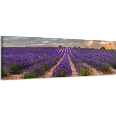 Obraz na plátne Panoráma, Levandule, 36x118cm