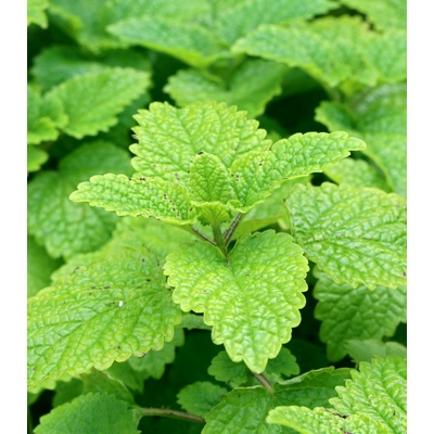 Meduňka Limoncello - Melissa officinalis - semena meduňky - 20 ks