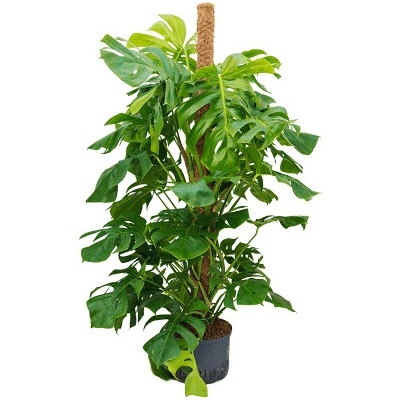 Monstera deliciosa on moss pole 25/19 výška 120 cm