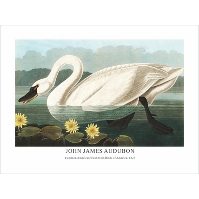 Принт American Swan, Джон Джеймс Одюбон - репродукция (Print1052)