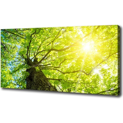 Foto obraz na plátne Gaštan jar 100x50 cm