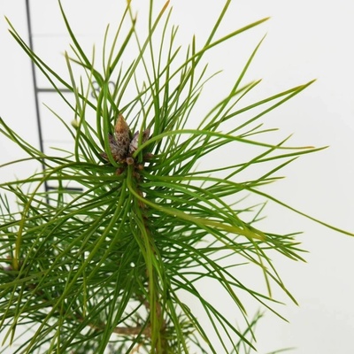 Pinus sylvestris Prodejní velikost: 026/035, Velikost hrnku: QP 40 – Hledejceny.cz