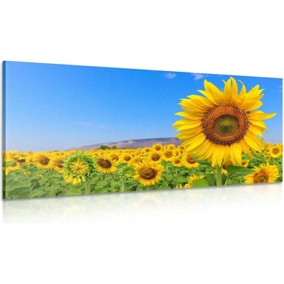 Obraz pole slunečnic - 100x50