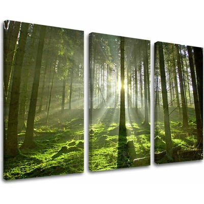Obraz na stenu STROMY - 90x60 cm