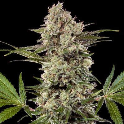 Barney´s Farm Banana Runtz F1 Hybrid semena neobsahují THC 3 ks