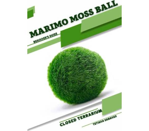 Marimo Moss Ball