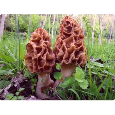 PLANTO Smrž obecný Morchella esculenta mycelium 750ml PO-SM-SO