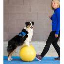 FitPAWS Balanční plošina pro domácí mazlíčky Trax Peanut 50 cm