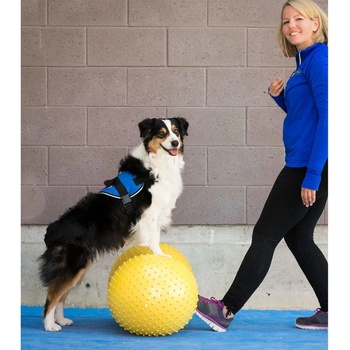 FitPAWS Balanční plošina pro domácí mazlíčky Trax Peanut 50 cm