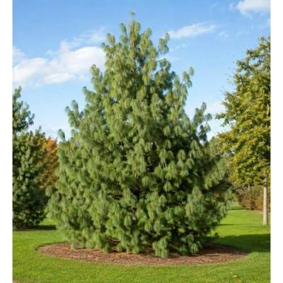 Borovica himalájska (Pinus wallichiana) – výška 15-25 cm, kont. C3L