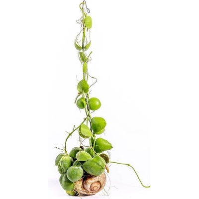 Gardners Dischidia pectenoides Snaily, průměr 8 cm Dischidie