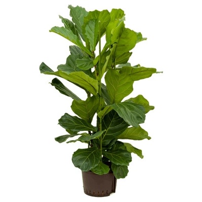 Ficus lyrata 28/19 cm v.130 cm