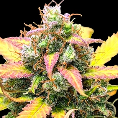 B-S-B Genetics Strawberry Banana semienka neobsahujú THC 1 ks