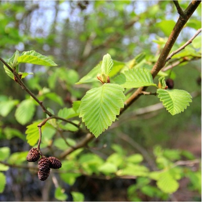 Olše lepkavá - Alnus glutinosa - semena olše - 8 ks