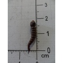 Carp ´R´ Us Červ MouthSnagger Shorty Color Hnědá 8ks