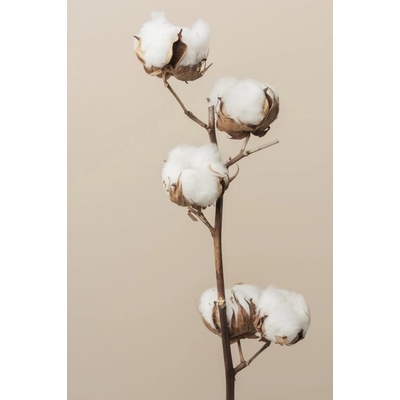 Obraz na plátne - Cotton