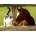 SunsOut - Puzzle Whiskery hello - 500 piese