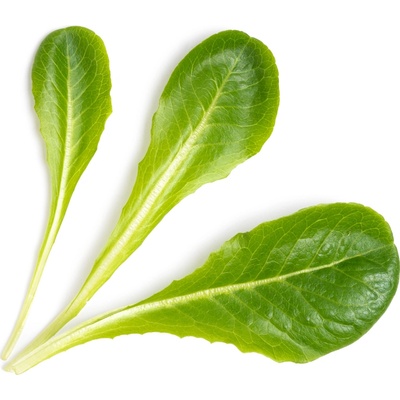 Veritable semenná náplň Lingot rímsky šalát