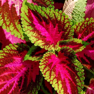 Africká kopřiva Wizard mix Coleus blumei prodej semen 30 ks