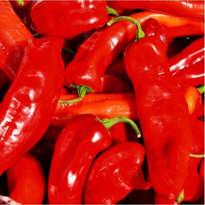 Paprika Lipari F1 Capsicum annuum semena 5 ks