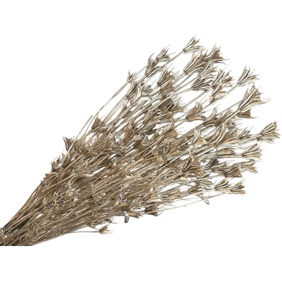 Sušené kvety metalické Černuška - Nigella orientalis 130g - champagne