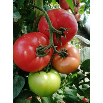 Домати Густо Пинк f1