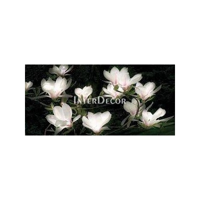 Bílé magnolie 1 deska 70x33