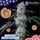 Buddha Seeds Buddha Auto Cookie semena neobsahují THC 10 ks