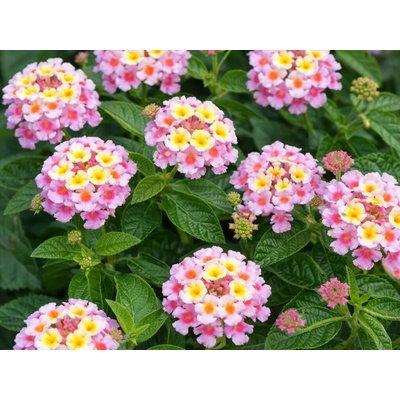 Lantana camara Havana Pink, kvetináč 12 cm