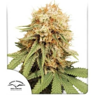 Dutch Passion White Widow semena neobsahují THC 3 ks