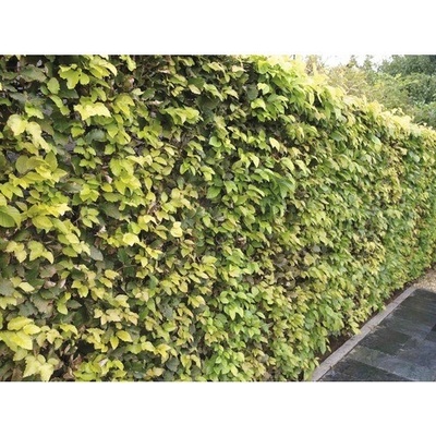 Buk lesný FloraSelf Fagus sylvatica 40-60 cm v click kvetináči