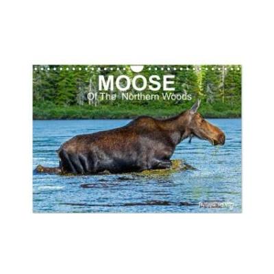 MOOSE Of The Northern Woods Wall DIN A4 landscape, CALVENDO 12 Month Wall 2027