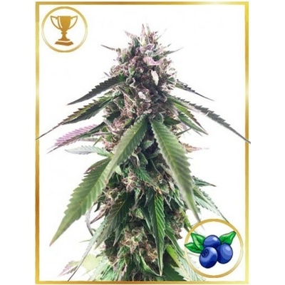 Mr. Hide Seeds Mr. Blueberry Bud semienka neobsahujú THC 100 ks