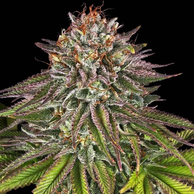 Barney's Farm Critical Kush semena neobsahují THC 10 ks – Zboží Dáma Barney's Farm Critical Kush semena neobsahují THC 10 ks – Zboží Dáma