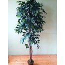 Fikus Benjamin 130 cm
