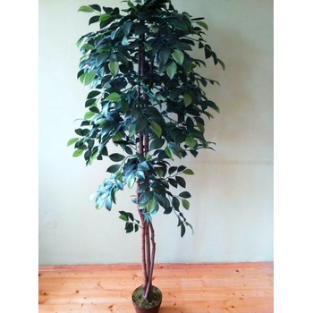 Fikus Benjamin 130 cm