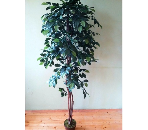 Fikus Benjamin 130 cm