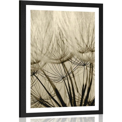 Plakát s paspartou pampelišková semena v sépiovém provedení - 40x60 silver