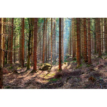 DIMEX ART s. r. o Флизелинов фототапет смърчова гора 375 x 250 см